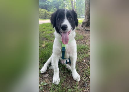Loki – kleiner Abenteurer mit großem Herz sucht sein Für-Immer-Zuhause