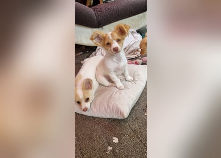 Chihuahua Welpen zu verkaufen