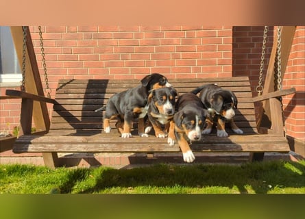 Große-Schweizer-Sennenhund-Welpen