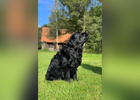 Labrador Welpen mit Ahnentafel