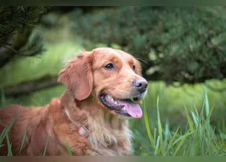 Golden Retriever Welpen