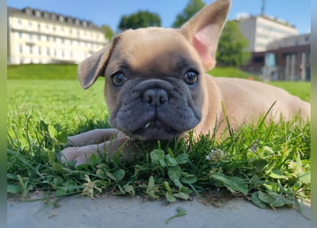Welpe Reinsrassige französische Bulldogge Babys