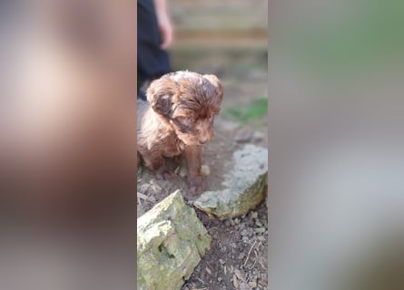 11 putzmuntere Aussiedoodles