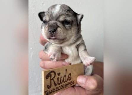 Chihuahua Welpen ab 22.08 abzugeben