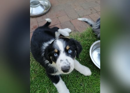 8 Australian Sheperd Welpen