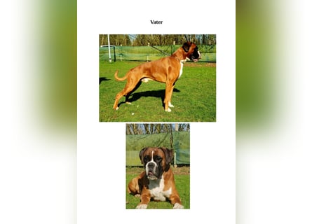 Boxer-Welpen von mehrmaligen Teilnehmern der Deutschen Meisterschaften!!!
