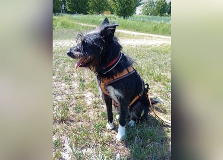 Süsse Phoebe sucht ihr Für-Immer-Zuhause!