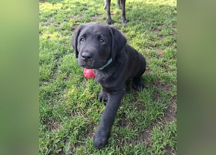 1 Labrador Welpe Rüde mit Ahnentafel