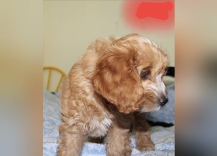 Cockapoo bereit zum Lieben!  - Schenken Sie sich selbst bedingungslose Liebe –