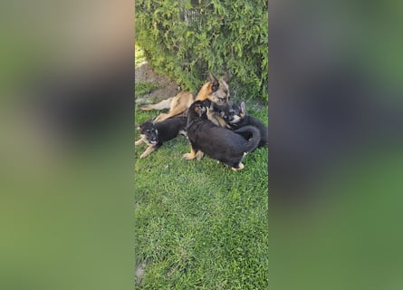 Schäferhund Welpen