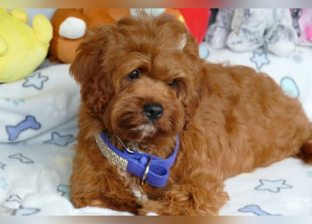 Wunderschöne Cavapoo Welpen F1 (Toypudel/Zwergpudel + Cavalier King Charles Spaniel) mit Ahnentafel