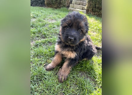 Deutsche Schäferhunde Langstockhaar