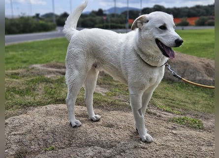 Lucio: Traumhund ohne Wenn und Aber