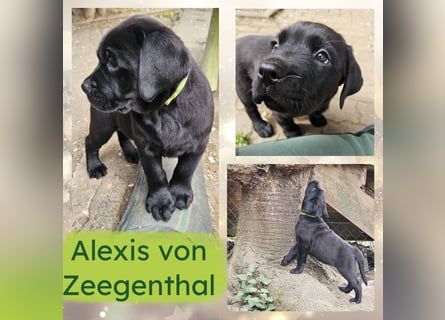 Nur 2 Labrador Weibchen mit Ahnenpass 2 Rüden & 6 Weibchen in Schwarz