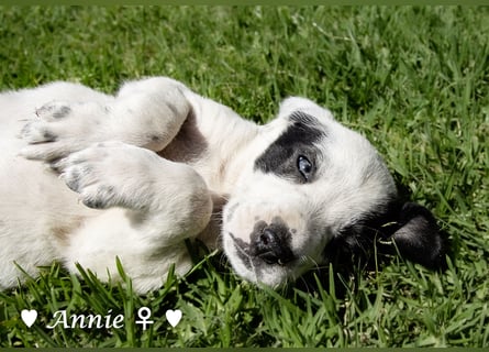 Annie und ihre Geschwister suchen ein Zuhause