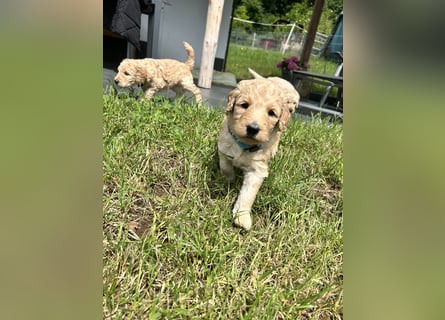 Wurfankündigung Labradoodle F1B Welpen