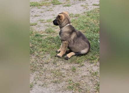 Dunkelgraue Schäferhunde aus Kör-u.Leistungzucht