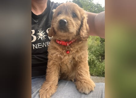 Goldendoodle mini Medium Doodle Abgabe an Pfingsten