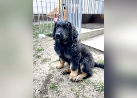 Reinrassiger bildschöner Hovawart Welpe