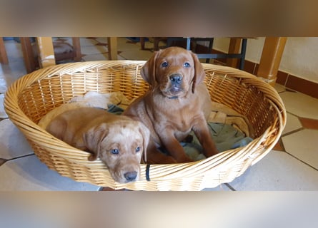 Labrador Welpen Hündinnen / Rüde in Fox- red - USA Line