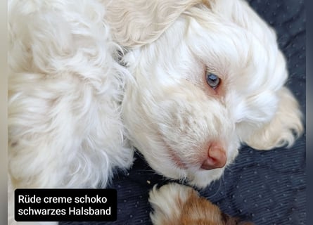 Abgabebereit: schoko Havapoos in verschiedenen Farben