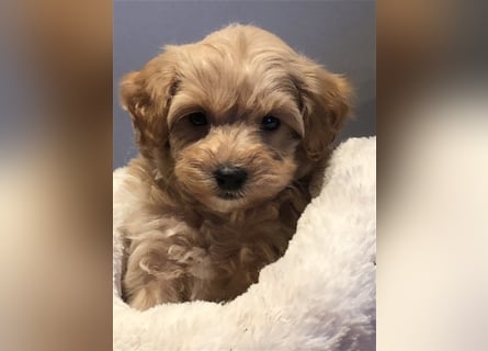 Sehr schöne und gesunde Maltipoo Welpen