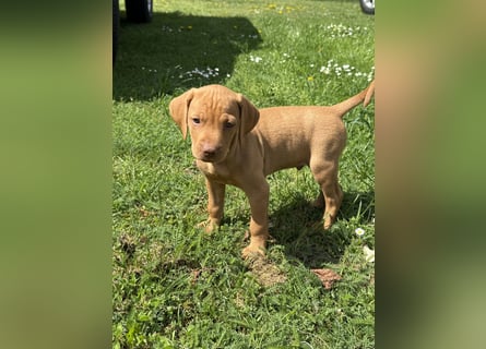 Wunderschöner reinrassiger Vizsla Welpe