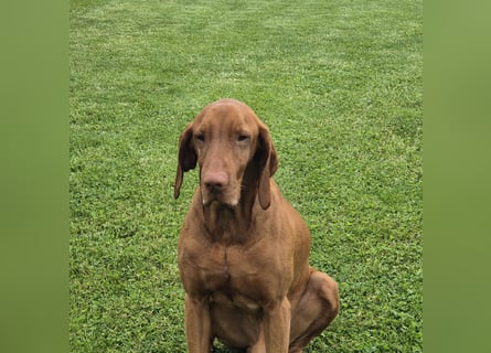 Magyar vizsla mit ahnentafel