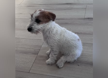 Weiblicher Jack Russell Terrier zu verkaufen