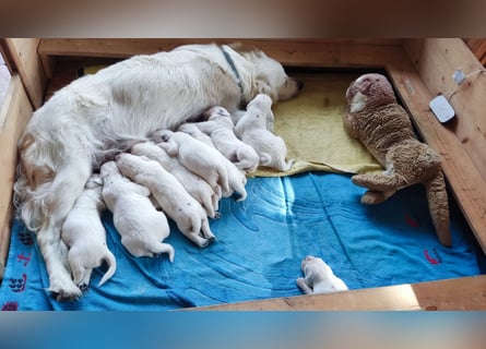Golden Retriever Welpen