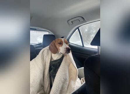 Milka sucht ein neues Zuhause