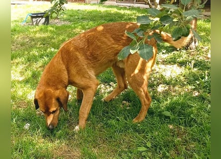 ❤️ wundervoller Familienhund ZUCO - 7 Jahre, 50cm - Mischling