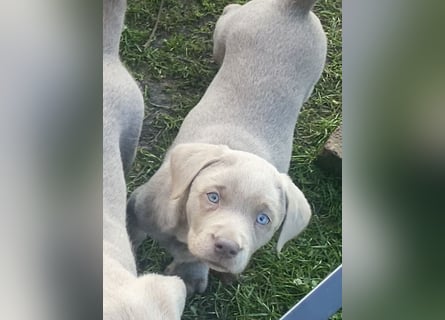 Labrador Welpen in der Farbe Silber mit Ahnentafel!