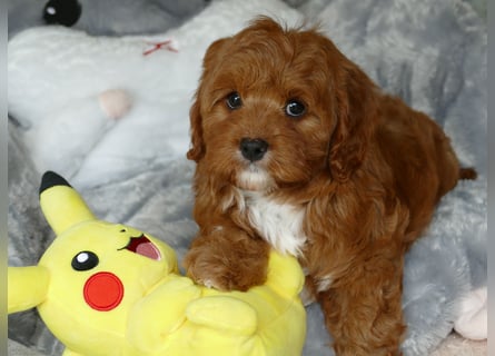 Wunderschöne Cavapoo Welpen F1 (Toypudel/Zwergpudel + Cavalier King Charles Spaniel) mit Ahnentafel