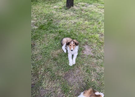 Colliewelpen suchen ein Zuhause!