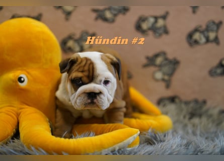 Wunderschöne & Freiatmende Englische Bulldogge Babys