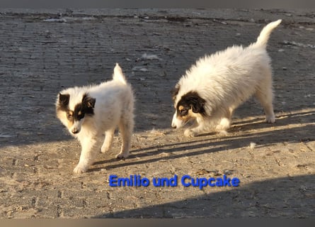 umzugsbereit, Reinr. Colliewelpen m. Ahnentafel zu verk.