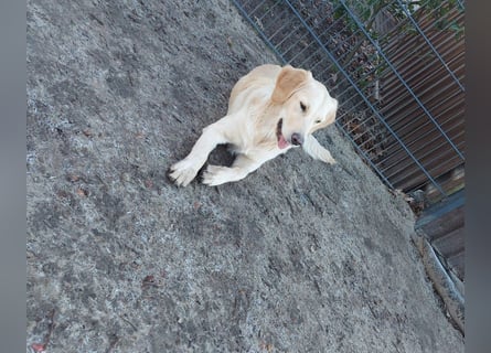 Reinrassige Golden Retriever Welpen