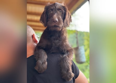 Labradoodle Welpe