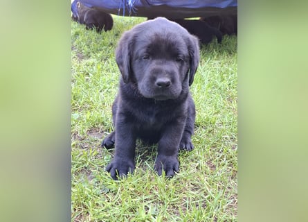 Labrador Welpen mit Ahnentafel