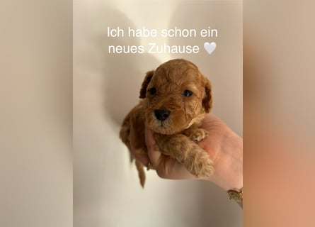 Wunderschöne reinrassige Toy- und Zwergpudelwelpen suchen ein liebevolles Zuhause