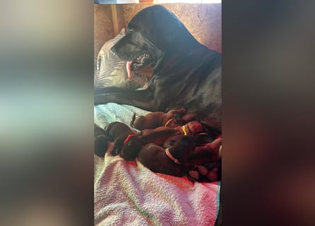 Wurf Cane Corso/Flat & Broholmer