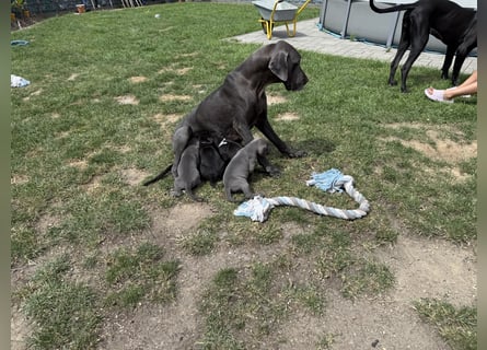 Deutsche Dogge Welpen