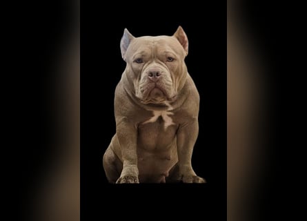 American Pocket Bully