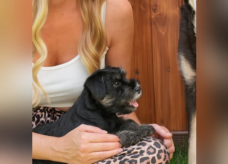 Molly - bezauberndes Zwergschnauzer- Mädchen sucht ab sofort ihr Für-Immer-Zuhause