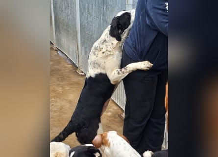 Milla - Gute-Laune-Hund wartet auf Sie