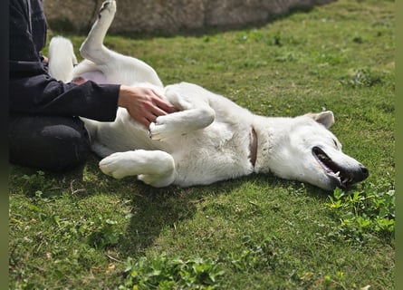 Lucio: Traumhund ohne Wenn und Aber