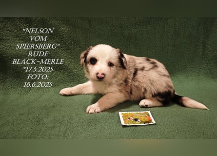 Border Collie-Welpen , black-,choco-,red-white und red-,black-merle