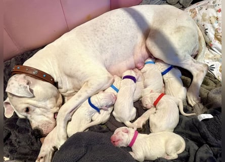 NEUE Welpen sind da.. die reinrassigen Dogo Argentinos mit Ahnenpass