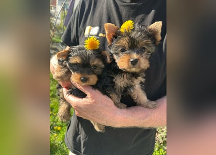 Reinrassige, bezaubernd schöne Yorkshire Terrier Welpen zu verkaufen